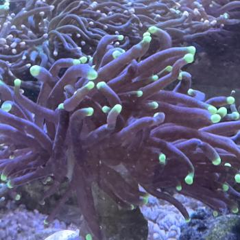 Euphyllia Glabrescens - Black Rasta