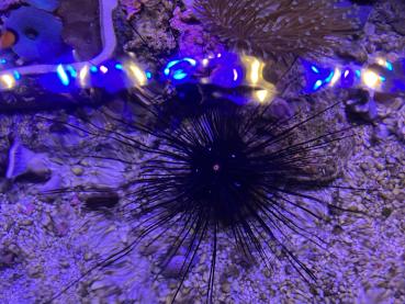 Diadema setosum - Diadem-Seeigel