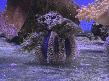 Mespilia globulus - Kugel Seeigel