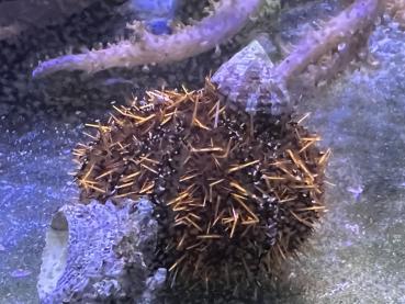 Tripneustes gratilla - Pfaffenhut-Seeigel