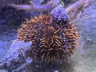 Tripneustes gratilla - Pfaffenhut-Seeigel