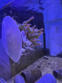 Anemonenkrabbe - Porzellankrabbe - Neopetrolisthes oshimai