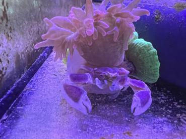 Anemonenkrabbe - Porzellankrabbe - Neopetrolisthes oshimai