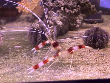 Stenopus hispidus - Gebänderte Scherengarnele