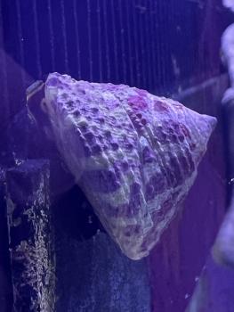 Trochus Histrio - Turboschnecke Algenfresser