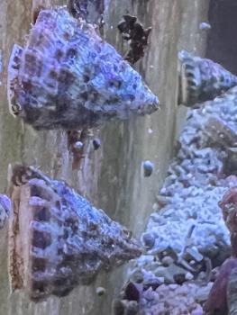 Turboschnecke - Tectus fenestratus Algenschnecke