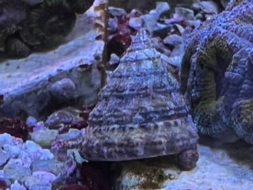 Turboschnecke - Tectus fenestratus Algenschnecke