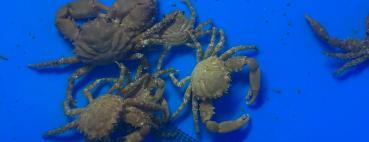 Mithraculus Sculptus