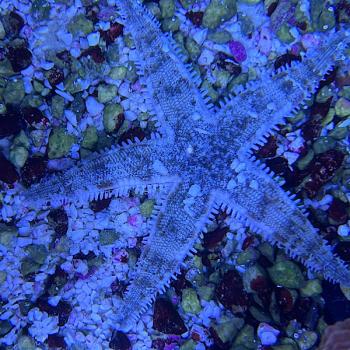 Grabender Seestern - Achaster typicus