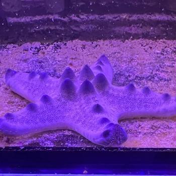 Walzen-Seestern - Protoreaster nodosus