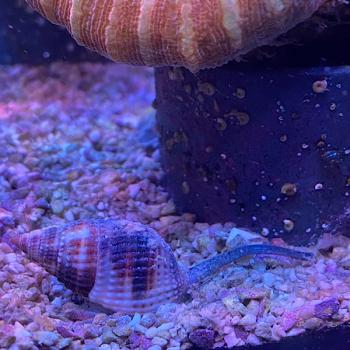 Netzreusenschnecke - Nassarius reticularis