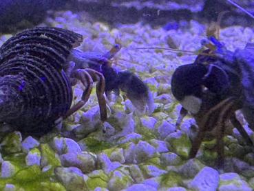 Großscheren Einsiedler Krebs - Calcinus laevimanus