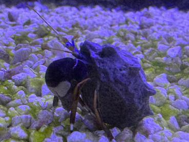 Großscheren Einsiedler Krebs - Calcinus laevimanus