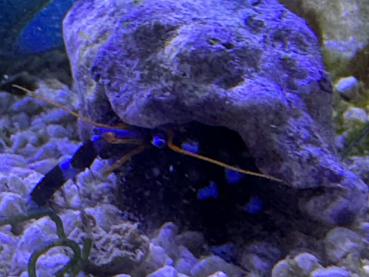Blaubein Einsiedler-Krebs - Calcinus elegans