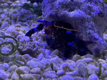 Blaubein Einsiedler-Krebs - Calcinus elegans
