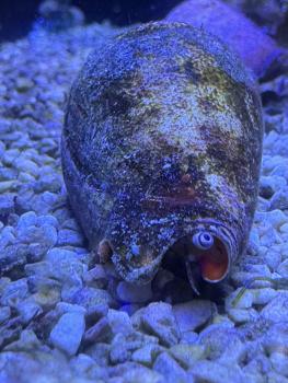 Blutmund-Flügelschnecke / Fechter-Schnecke - Strombus luhuanus