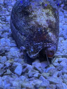 Blutmund-Flügelschnecke / Fechter-Schnecke - Strombus luhuanus