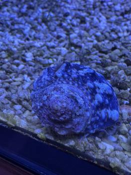 Turbo fluctuosus - Mexikanische Turbo Schnecke