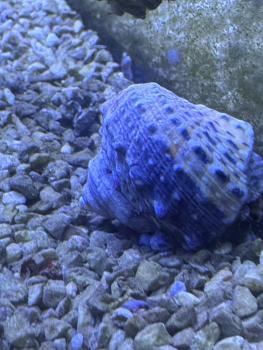 Turbo fluctuosus - Mexikanische Turbo Schnecke