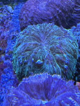 Acanthophyllia deshayesiana - Green Hornet - WYSIWYG 5
