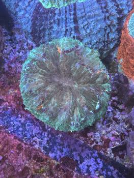 Acanthophyllia deshayesiana - Green Hornet - WYSIWYG 5