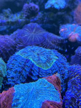 Acanthophyllia deshayesiana - Green Eye - WYSIWYG 6