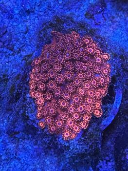 Goniopora Sp. - Rot mit blauem Mund