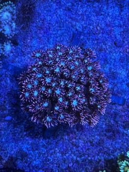 Goniopora Sp. - Pink / Türkis