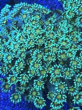 Goniopora Stokesi - Bi-Color - Grün mit gelben Center