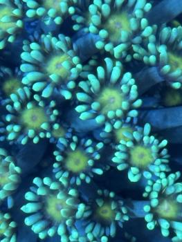 Goniopora Stokesi - Bi-Color - Grün mit gelben Center