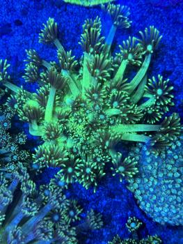 Goniopora Lobata - Neon Grün