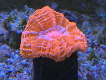 Cynarina lacrymalis - Rot mit hellblauem Center / WYSIWYG2