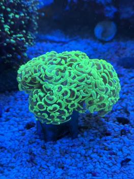 Euphyllia Ancora - Neon Grün