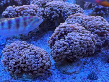 Euphyllia Paraancora Orange-Gold
