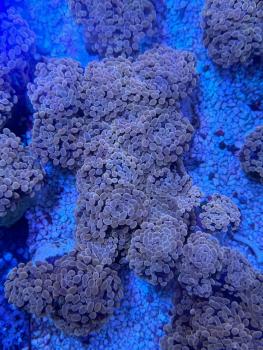 Euphyllia Paraancora Orange-Gold