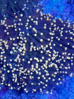 Euphyllia Glabrescens - BlackTorch