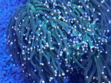 Euphyllia glabrescens - Grün mit Pinken Tips