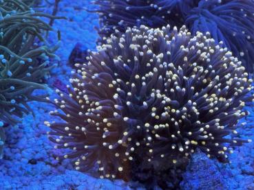 Euphyllia Glabrescens - BlackTorch