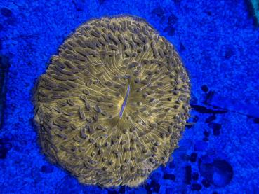 Cycloseris Sp. - Orange / Pilzkoralle