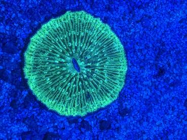 Fungia Sp. Pilzkoralle - Grün