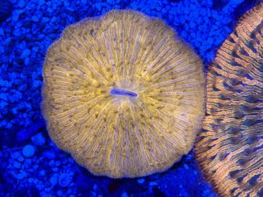 Cycloseris Sp. - Orange / Pilzkoralle