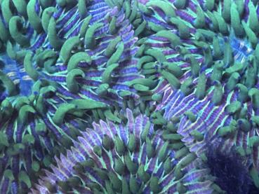 Fungia Sp. - Rainbow DNZ