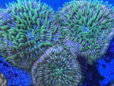 Fungia Sp. - Rainbow DNZ