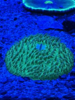 Fungia Sp. Pilzkoralle - Grün