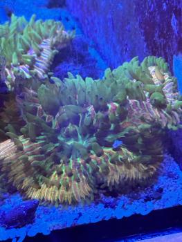 Fungia Sp. - Rainbow DNZ