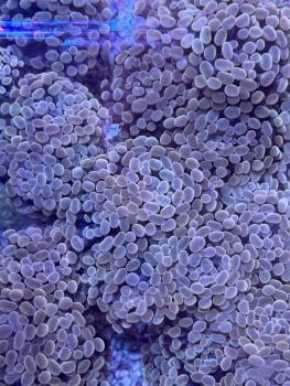 Euphyllia Paraancora Orange-Gold