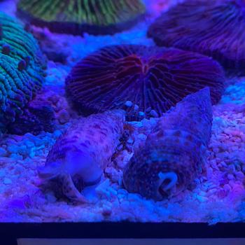 Nadelschnecke - Cerithium Sp.