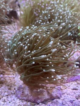 Euphyllia Glabrescens - Weiße Tips