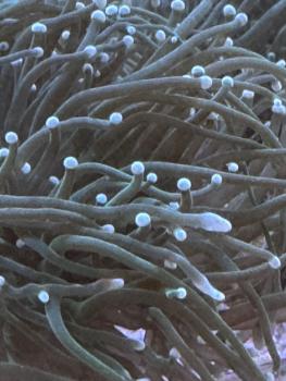 Euphyllia Glabrescens - Weiße Tips