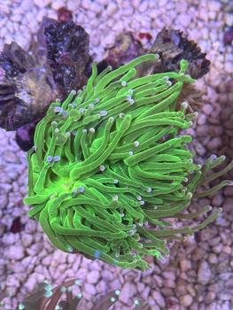 Euphyllia glabrescens - Toxic Green mit Pinken Tips